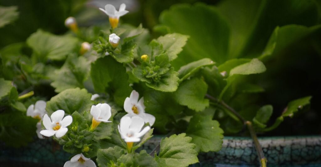 bacopa-5157764_1280