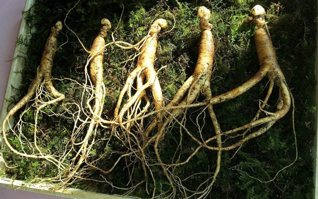 ginseng-641890_1280