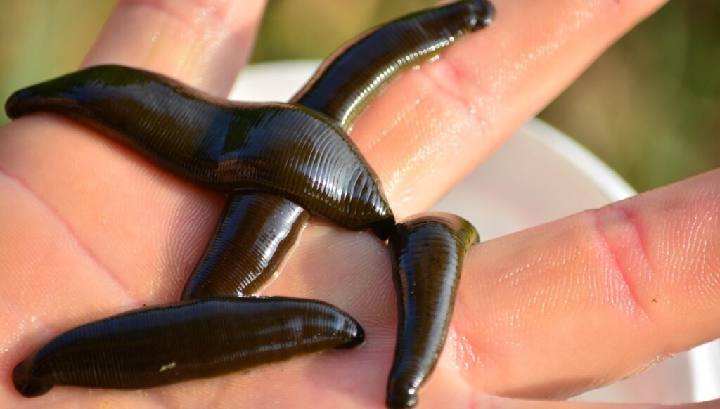 leech-368345_1280