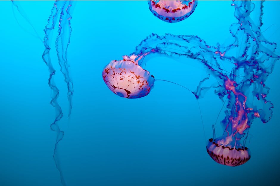 pexels-photo-1000653-1000653 Colorful jellyfish swimming gracefully in a vibrant underwater setting.