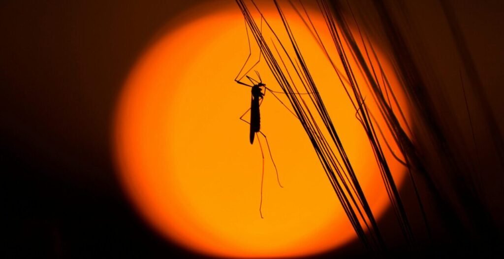 Zanzara al tramonto, riferimento ad una guida ai repellenti per insetti
