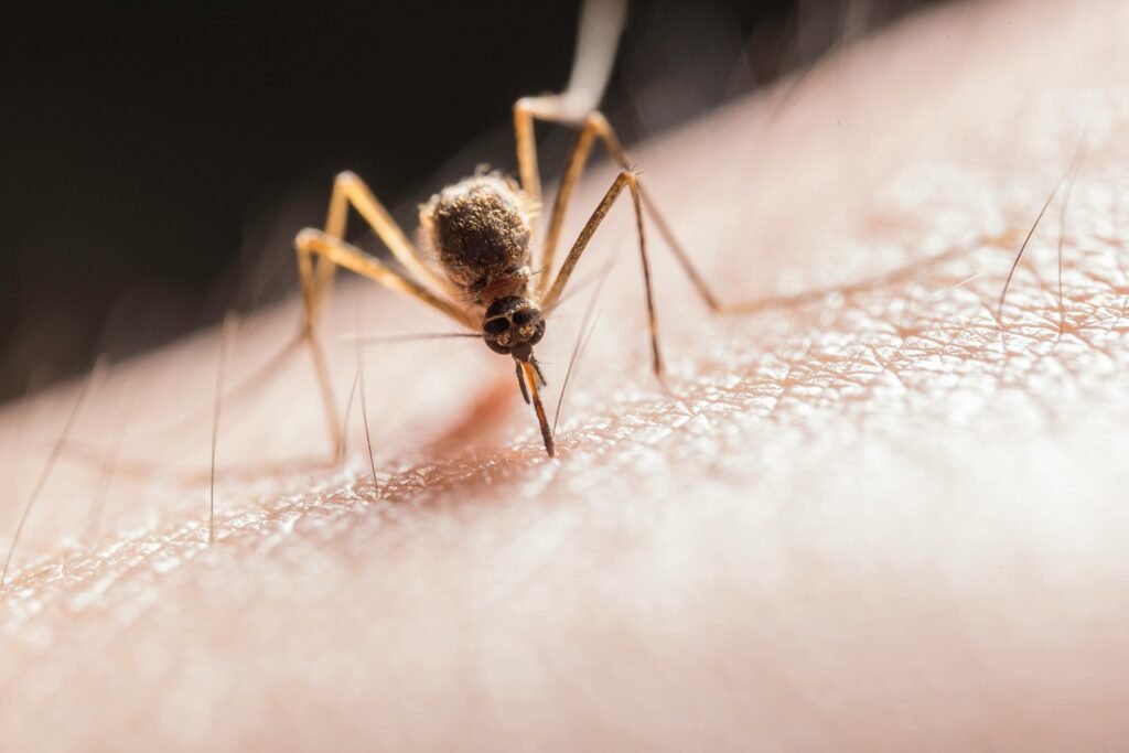 pexels-photo-2382223-2382223 Macro shot capturing a mosquito piercing skin with its proboscis, highlighting its role as a pest.