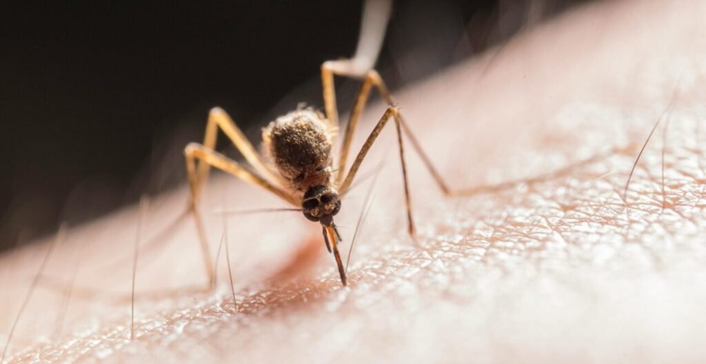 Macro shot capturing a mosquito piercing skin with its proboscis, highlighting its role as a pest.