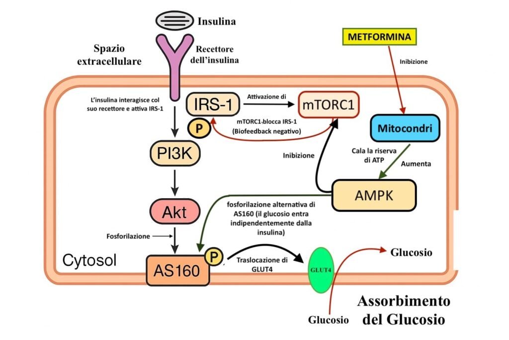 Illustrazione dell'intervento di AMPK sulla regolazione dell'assorbimento di glucosio