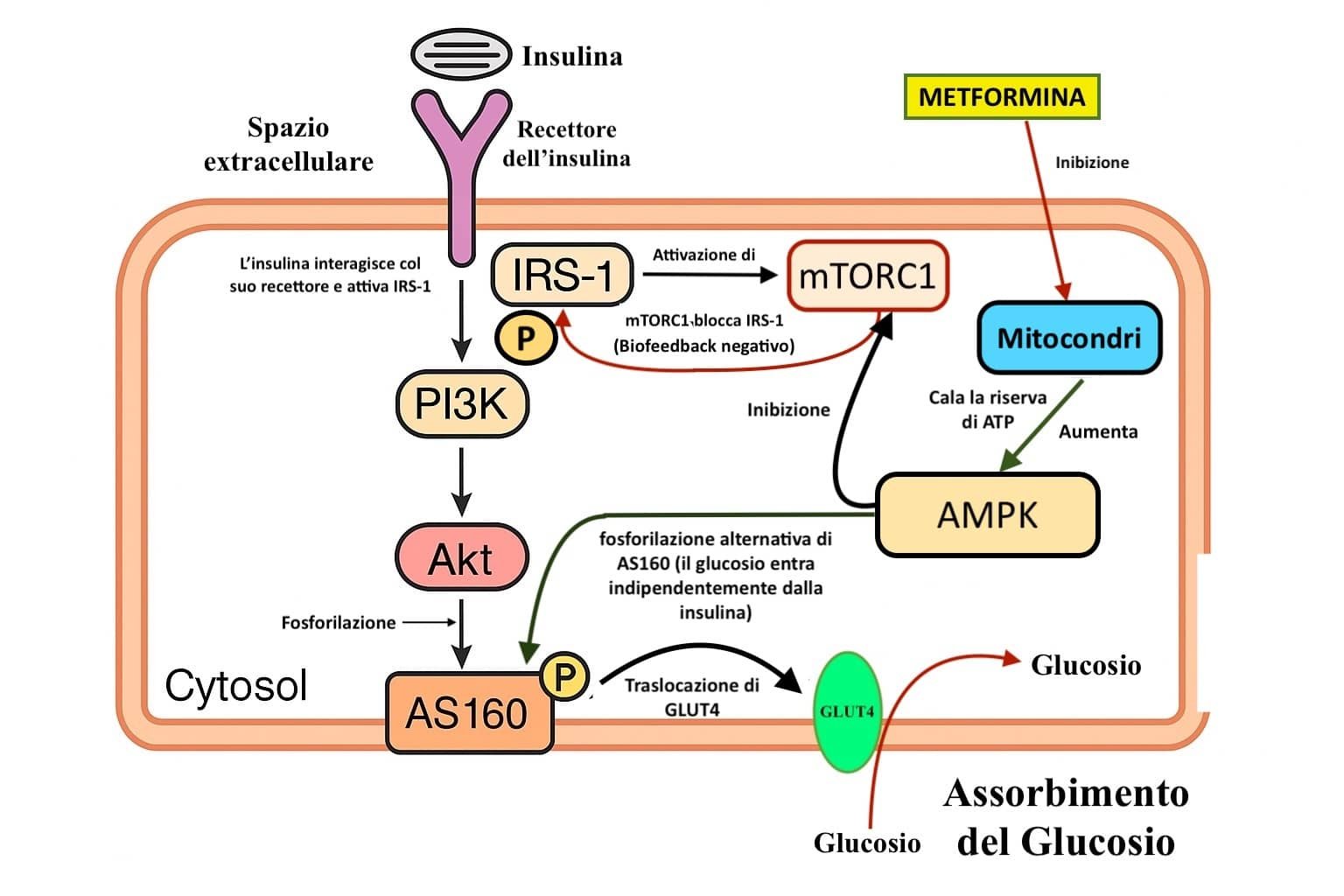 Illustrazione dell'intervento di AMPK sulla regolazione dell'assorbimento di glucosio