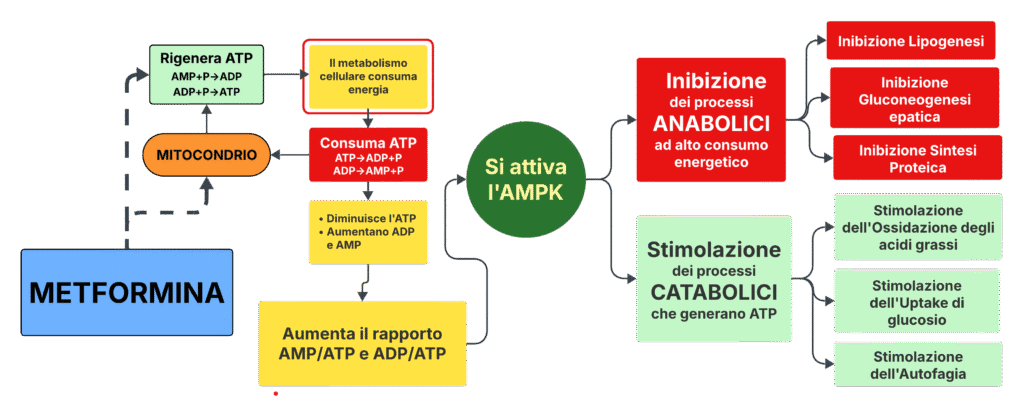Illustrazione degli effetti di una crisi energetica cellulare sull'attivazione di AMPK