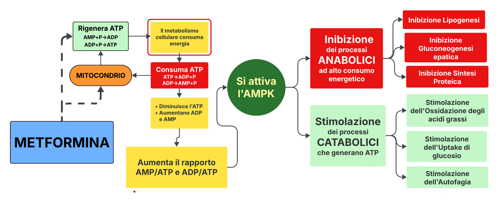 Illustrazione degli effetti di una crisi energetica cellulare sull'attivazione di AMPK