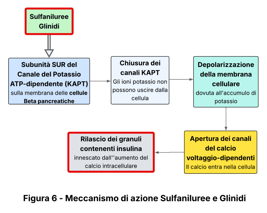 Illustrazione del meccanismo d'aziome di Sulfaniluree e Glinidi