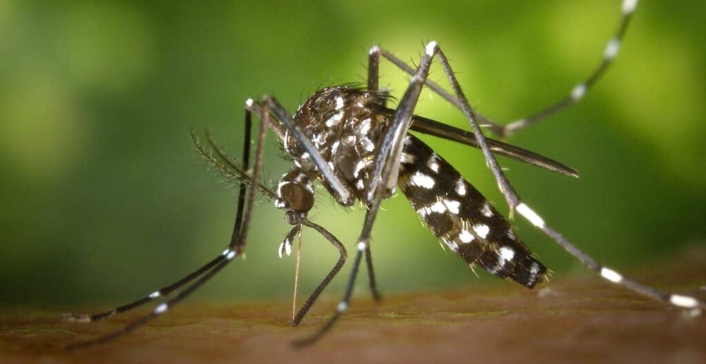 Zanzara Aedes albopictus, detta zanzara tigre, vettore di Dengue e Chikunguya