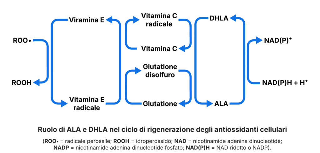 Schema che illustra le capacità rigenerative dell'acido alfa-lipoico nei confronti di altri antiossidanti