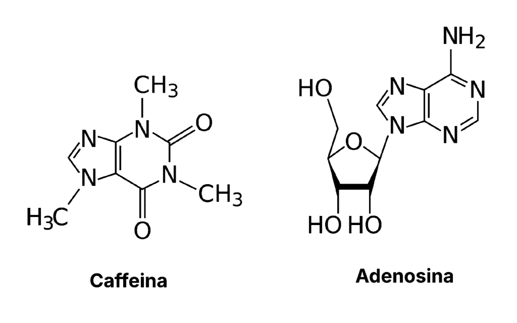 L'immagine illustra la somiglianza tra la struttura chimica dell'adenosina e quella della caffeina, che può competere per i recettori
