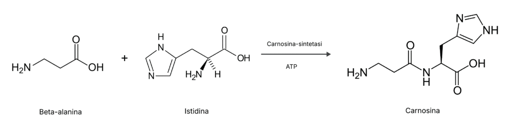 L'immagine illustra, mostrando le strutture delle molecole, la sintesi chimica della carnosina a partire dagli aminoacidi beta-alanina e istidina.