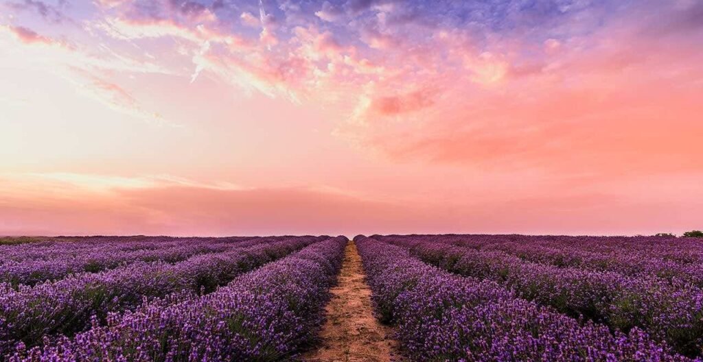Immagine che illustra un campo di lavanda al tramonto - ispira pace e serenità