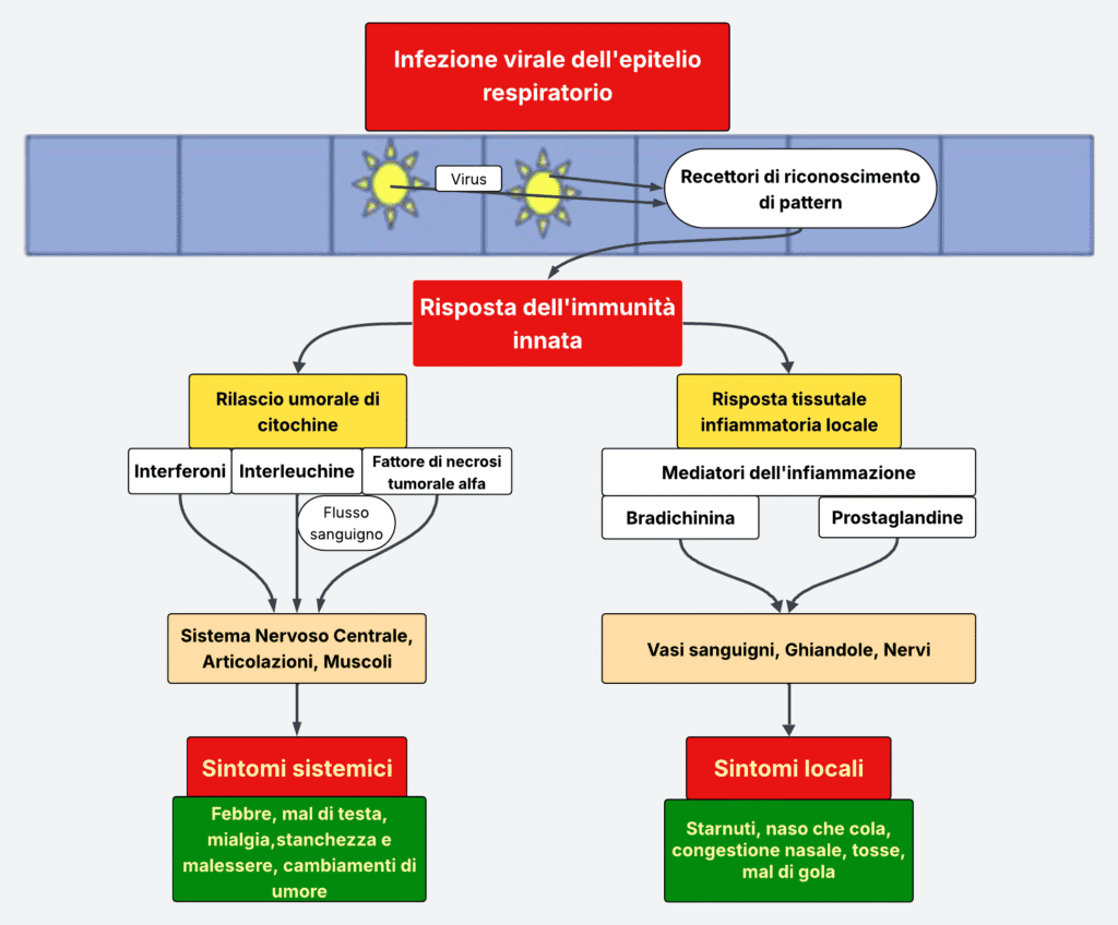 Tavola che illustra i meccanismi biovhimici alla base dell'insorgenza della sintomatologia del raffreddore
