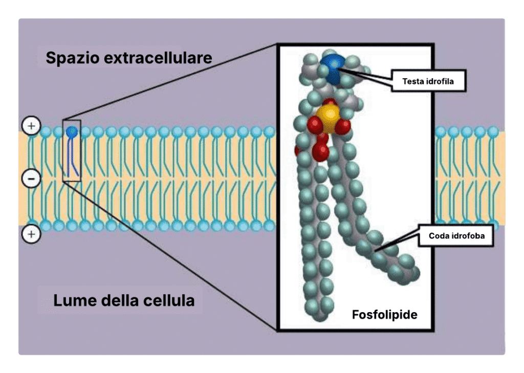 L'immagine illustra la struttura a doppio strato fosfolipidico di una membrana cellulare e la struttura ingrandita di un fosfolipide