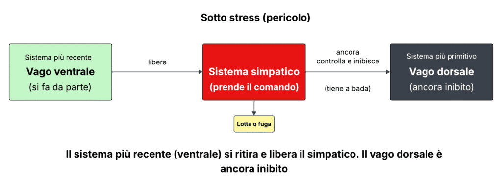 La tavola illustra la Teoria Polivagale e il funzionameento del sistema vagale e di quello simpatico sotto stress