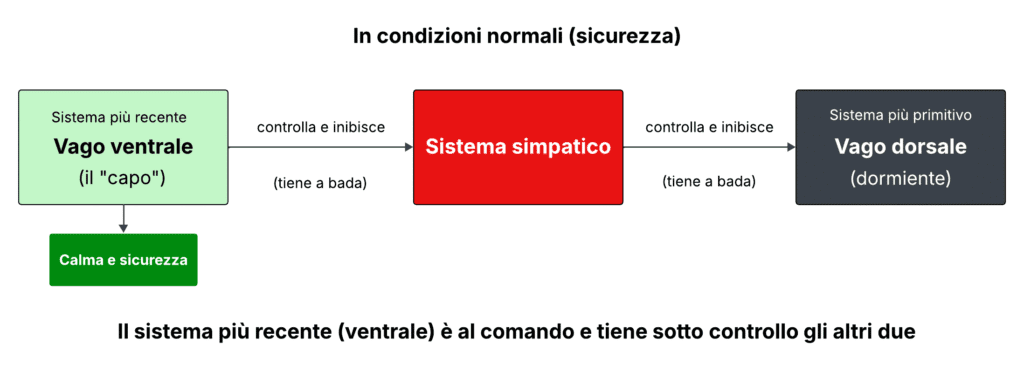 La tavola illustra la teoria polivagale ed il funzionamento dei sistemi vagali e simpatico in condizioni normali, di sicurezza