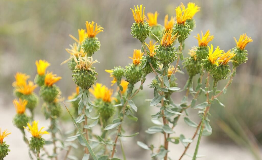 L'immagine illustra i fiori della Grindelia, un rimedio naturale molto efficace per il trattamento della tosse in adulti e bambini