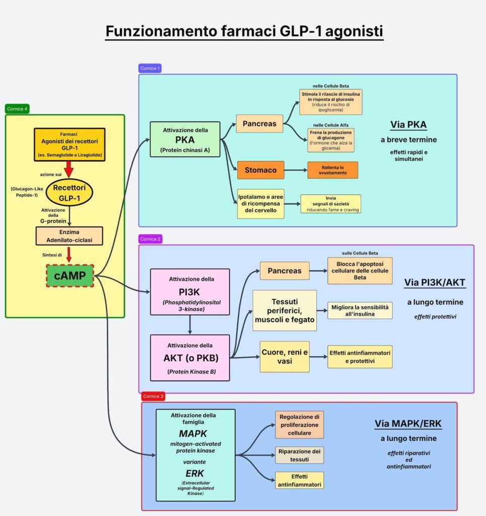 Tavola che illustra il funzionamento dei farmaci GLP-1 agonisti per il trattamento farmacologico dell'obesità