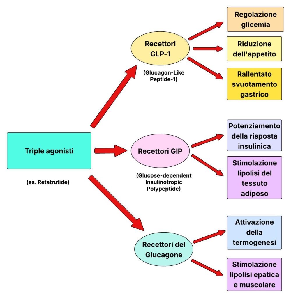La tavola illustra sinteticamente gli effetti dei farmaci Triple agonisti