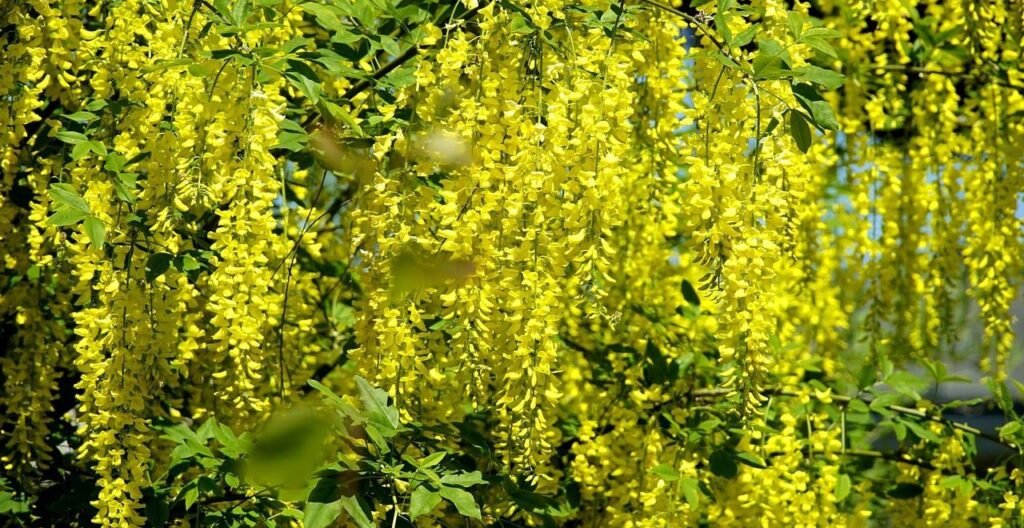 L'immagine illustra la fioritura del maggiociondolo, pianta dalla quale si estrae la citisina, molecola usata per il trattamento del tabagismo