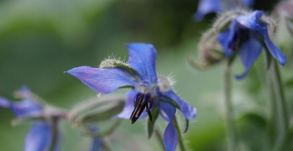 Immagine che illustra il fiore di Borago officinalis (Borragine) presa come rappresentante di piante spontanee