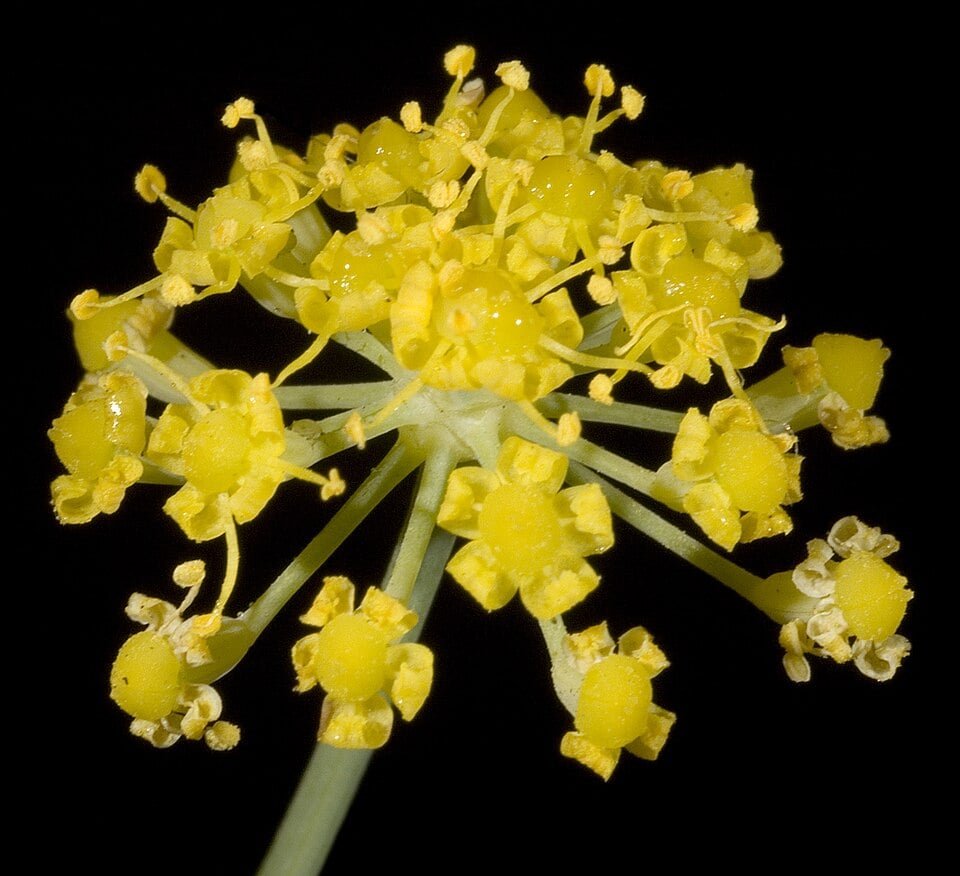 Immagine che illustra il fiore del finocchio selvatico, una delle piante spontanee più usate nella medicina popolare