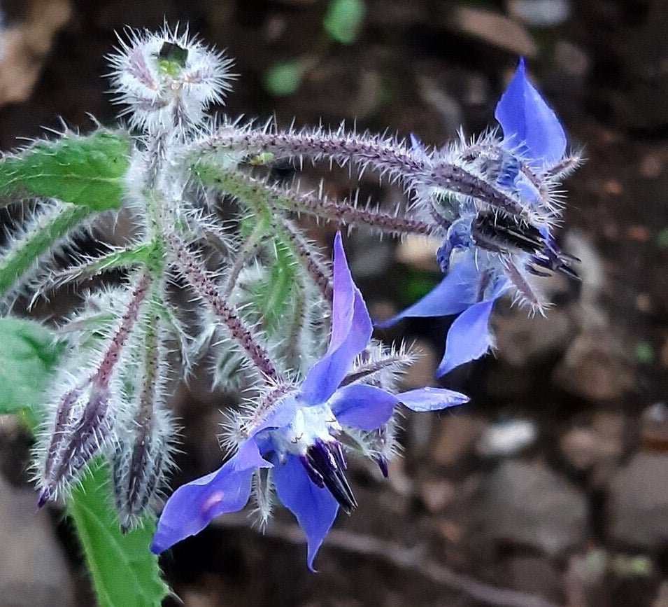 Immagine che mostra il fiore azzurro della borragine, una delle piante spontanee con le più ricche proprietà