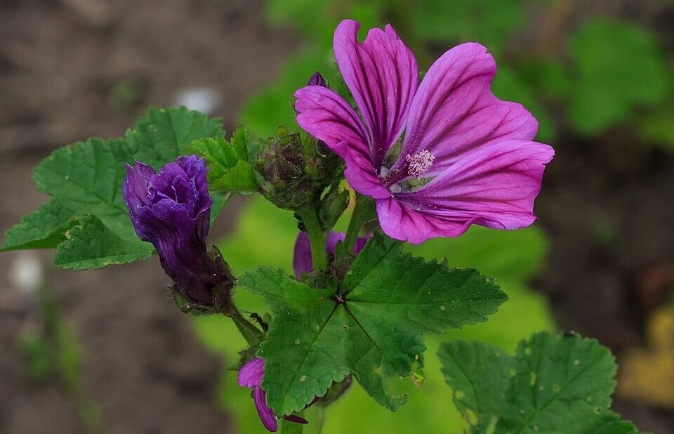 Immagine che illustra il fiore della malva