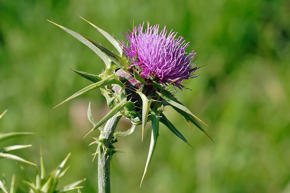 Immagine che illustra il fiore del cardo mariano, una delle piante spontanee più presenti sugli Appennini centrali