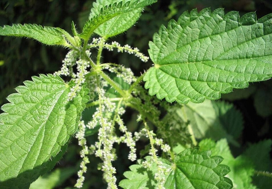 L'immagine illustra l'Urtica dioica, una delle piante spontanee più ricca di principi attivi vegetali con prroprietà antinfiammatorie, diuretiche, epatoprotettrici