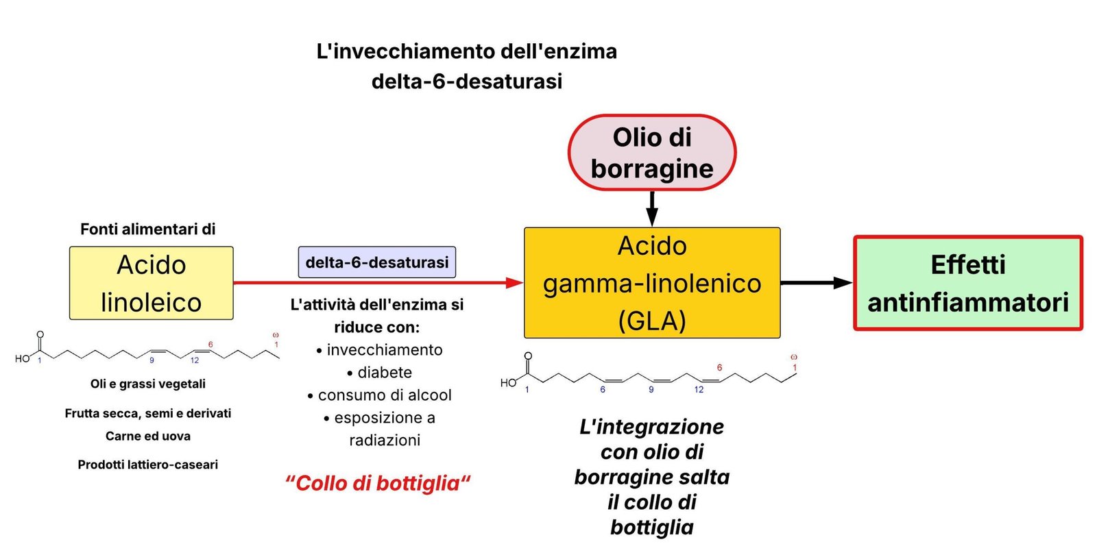 Tavola che illustra la sintesi dell'acido gamma-linolenico a partire dall'acido linoleico tramite l'azione dell'enzima delta-6-saturasi