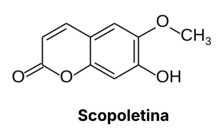Tavola che illustra la struttura chimica della scopoletina