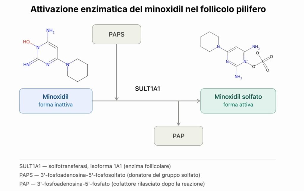 Lo schema illustra l'attivazione del minoxidil in minoxidil solfato nei follicoli piliferi