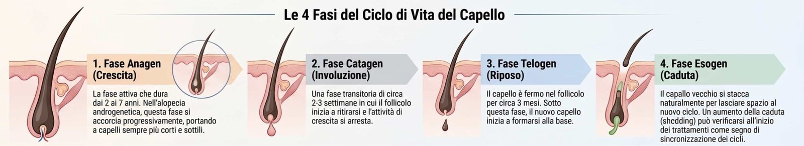 L'immagine illustra le 4 fasi della vita di un capello, con lo scopo di permettere una migliore comprensione della genesi dell'alopecia androgenetica e dei meccanismi d'azione dei farmaci