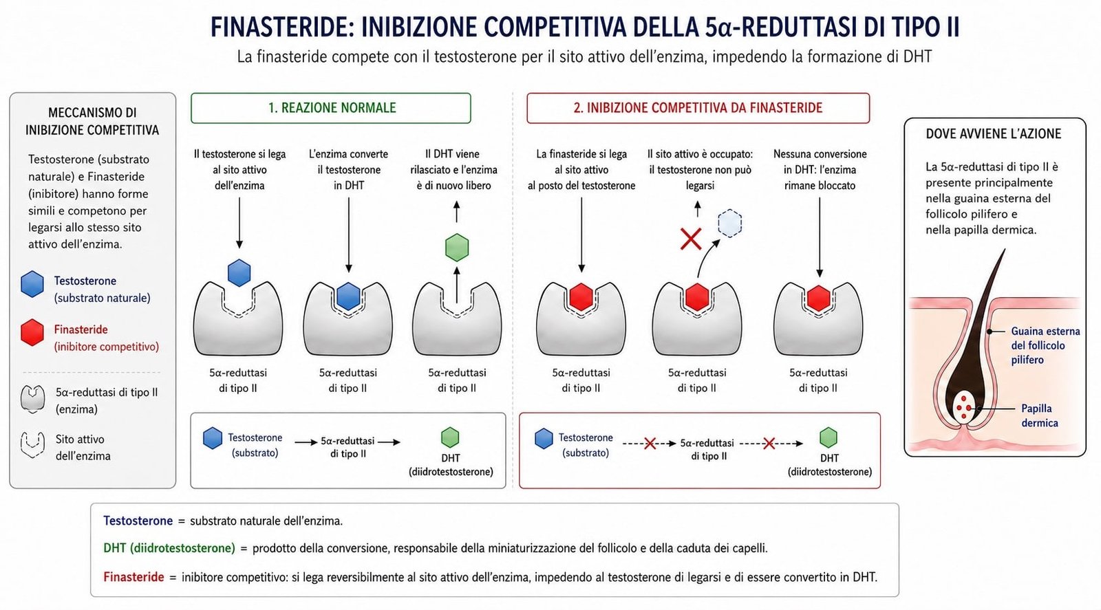 La tavola illustra il meccanismo d'azione della finasteride nel trattamento dell'alopecia androgenetica