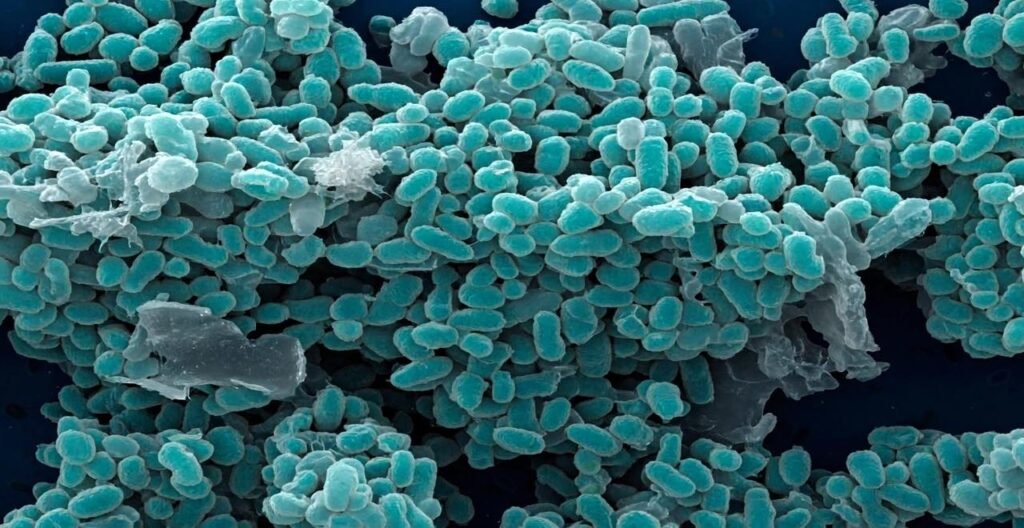 L'immagine mostra una colonia di Akkermansia al microscopio elettronico a scansione