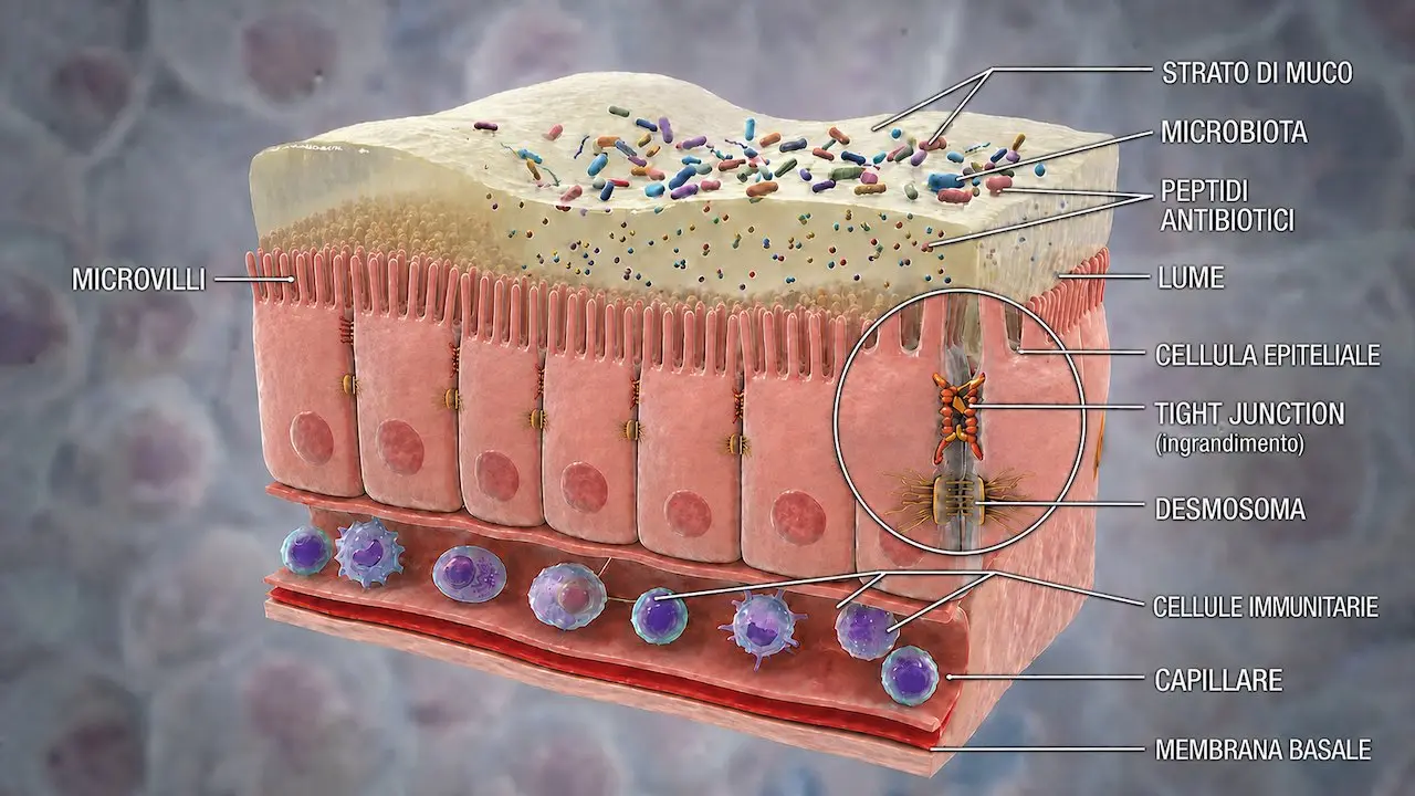 Schema dell’epitelio intestinale con microvilli, strato di muco, microbiota, peptidi antimicrobici, giunzioni cellulari, cellule immunitarie e capillare